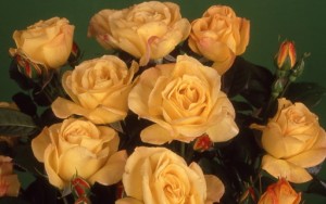 ARTHUR BELL (floribunda)